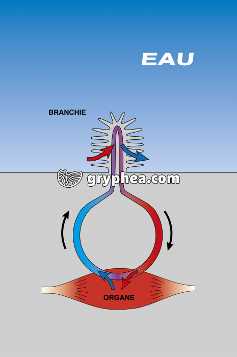Respiration branchiale - les échanges gazeux - infographie - gryphea.com